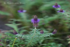 Eusteralis deccanensis